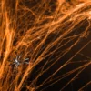 Hämähäkinseitti oranssi 60 g