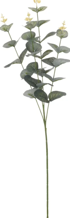 Koriste-eukalyptus 70 cm