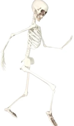 Luuranko 94 cm