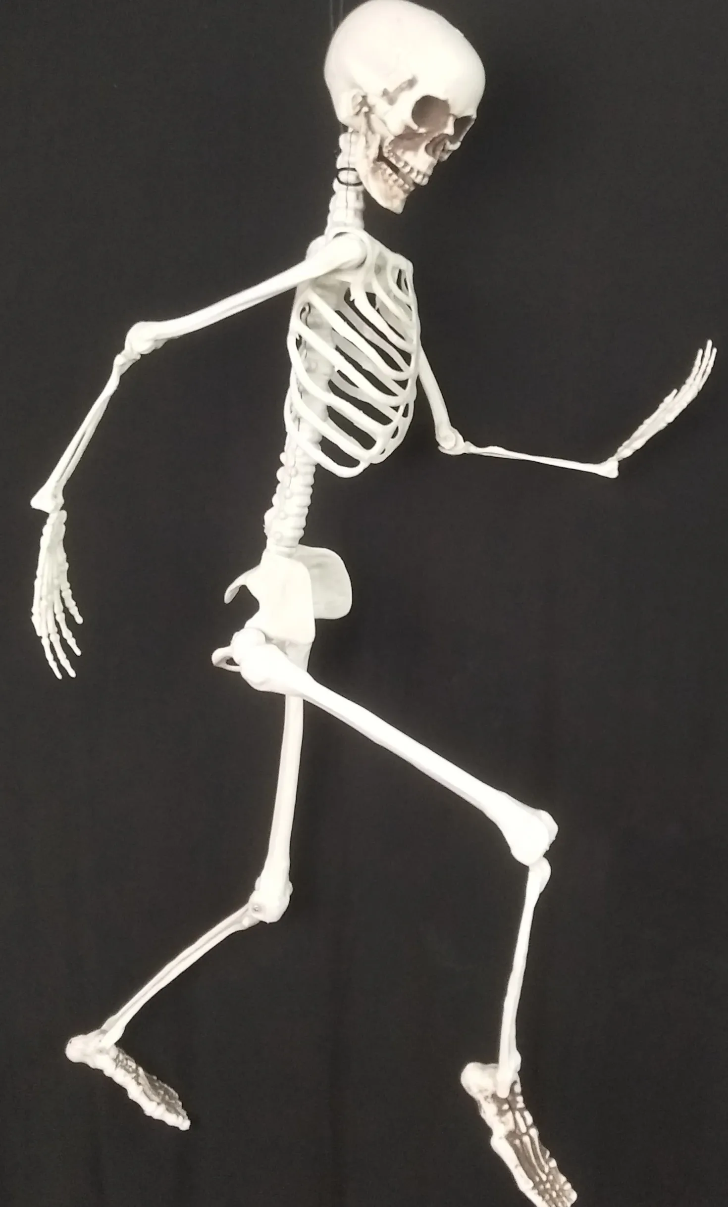 Luuranko 94 cm