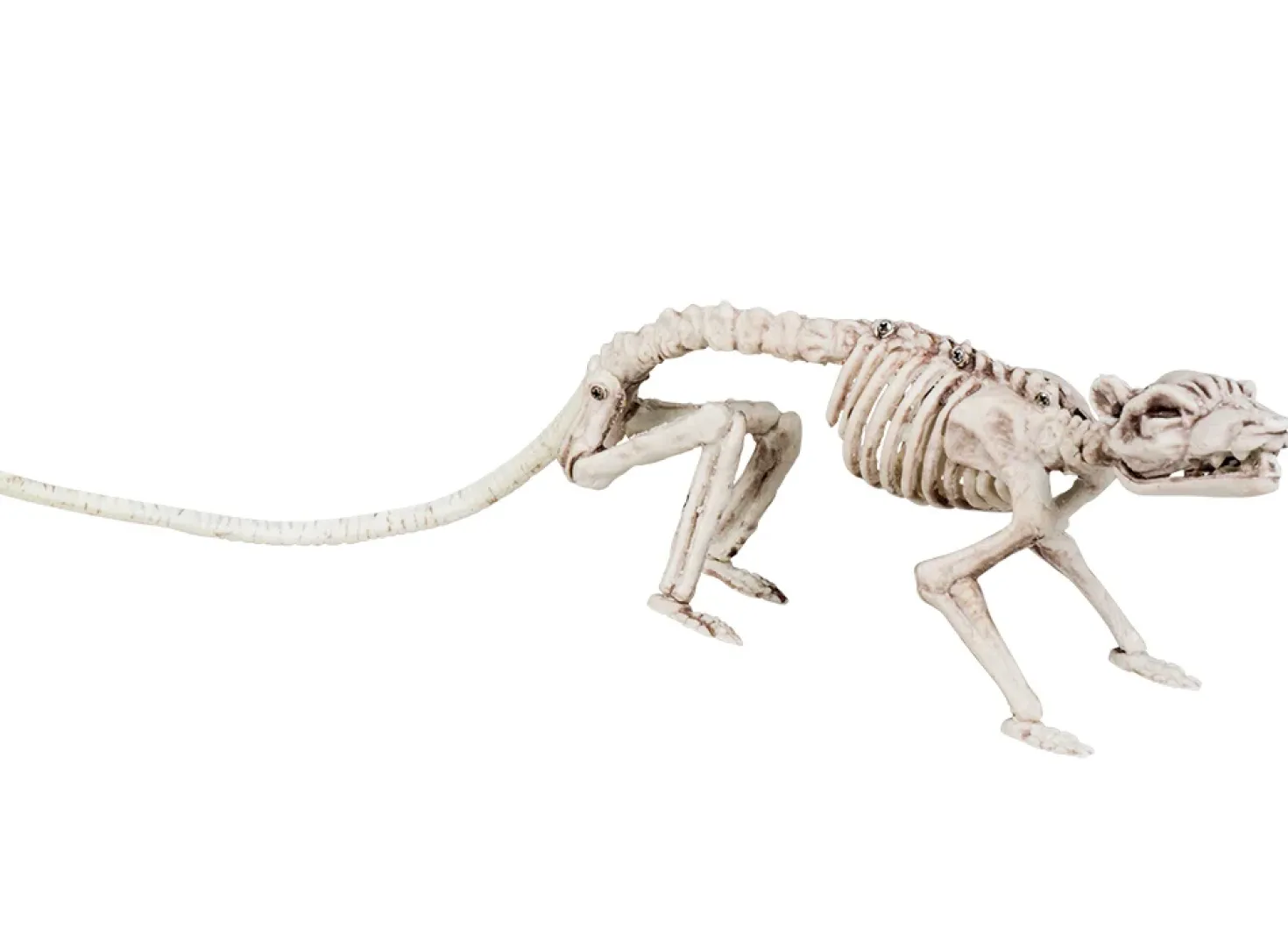Luuranko, rotta 35 cm