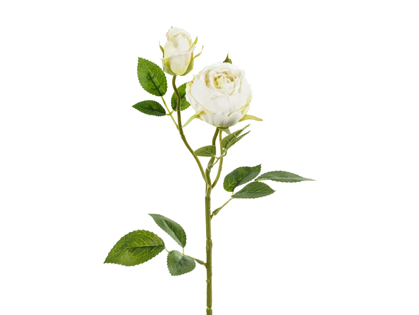 Ruusu kahdella nupulla 55 cm, kermanvärinen